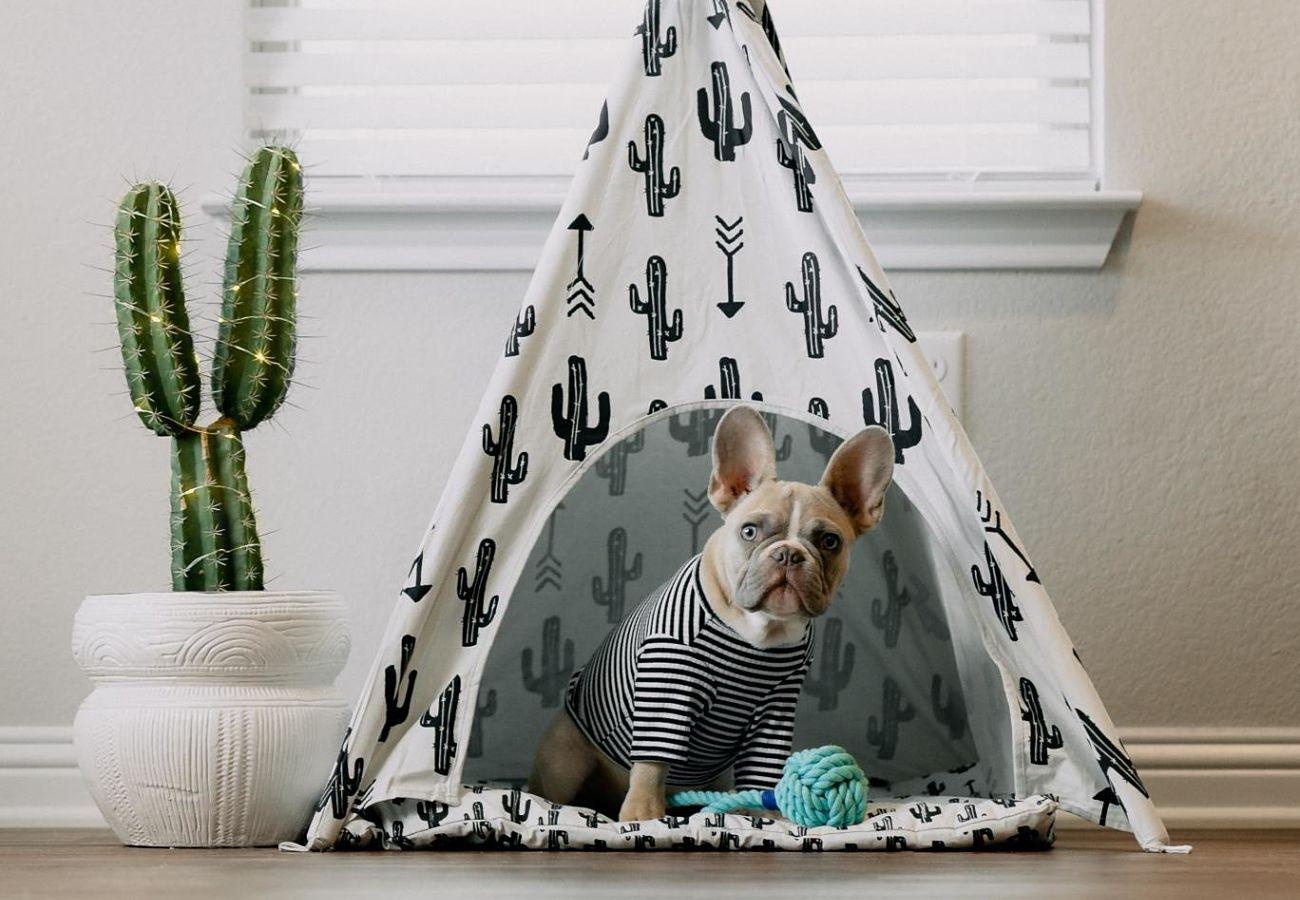 Dog Fort