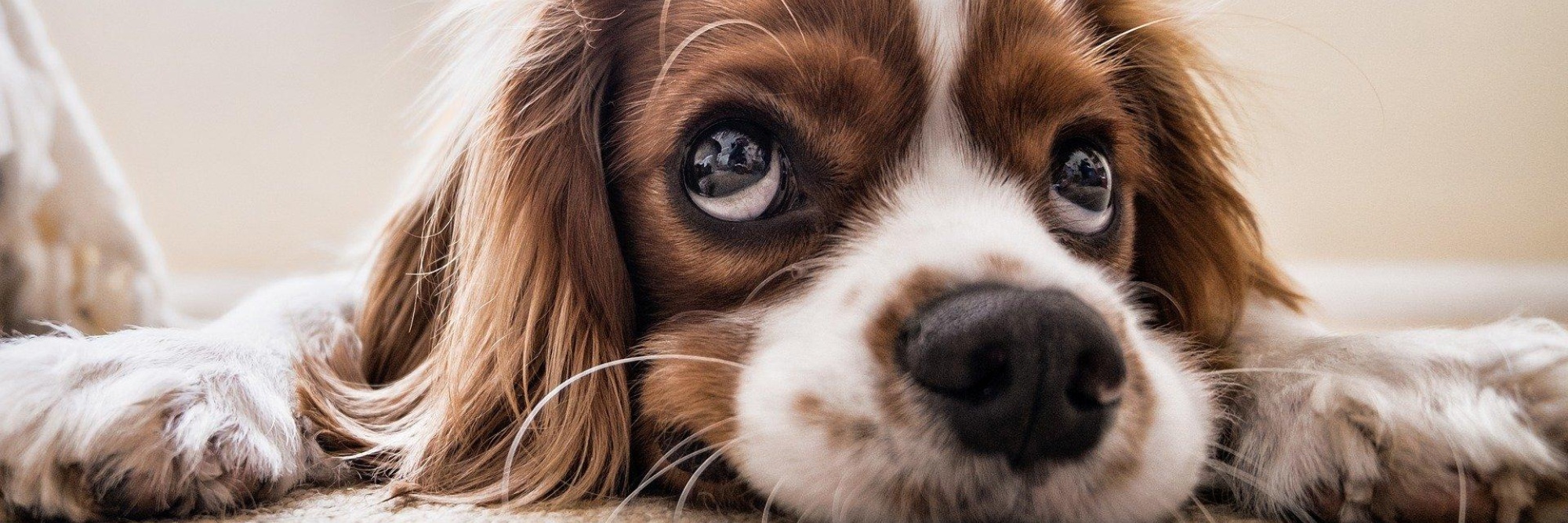 Cocker spaniel g8b9a05311 1920