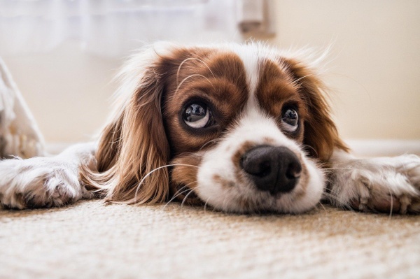 Cocker spaniel g8b9a05311 1920