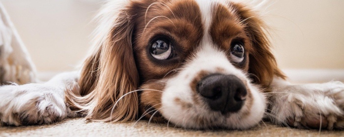 Cocker spaniel g8b9a05311 1920